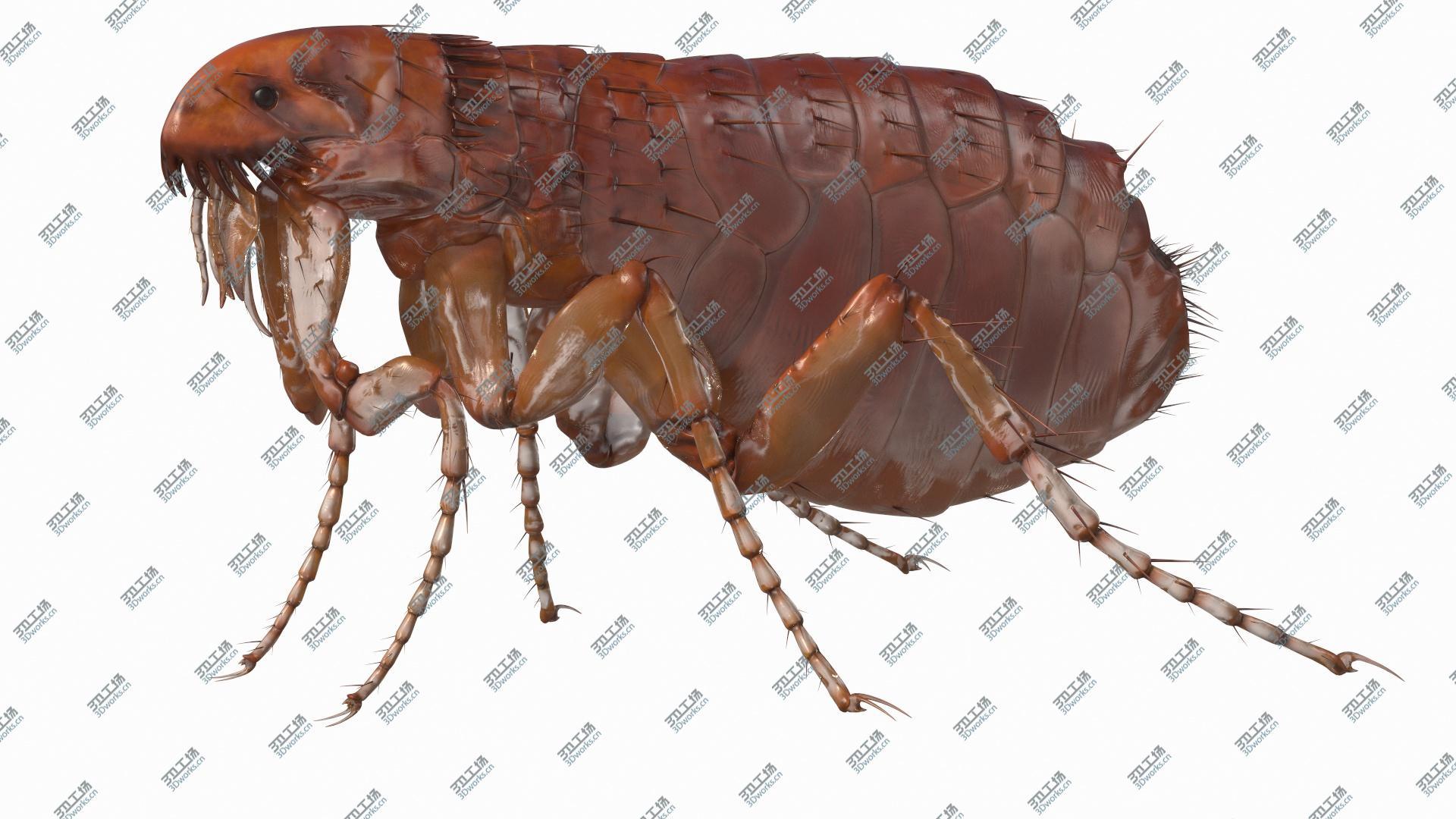 images/goods_img/202104093/3D Flea Insect Rigged model/2.jpg